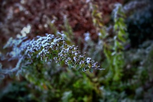 winter plant 5